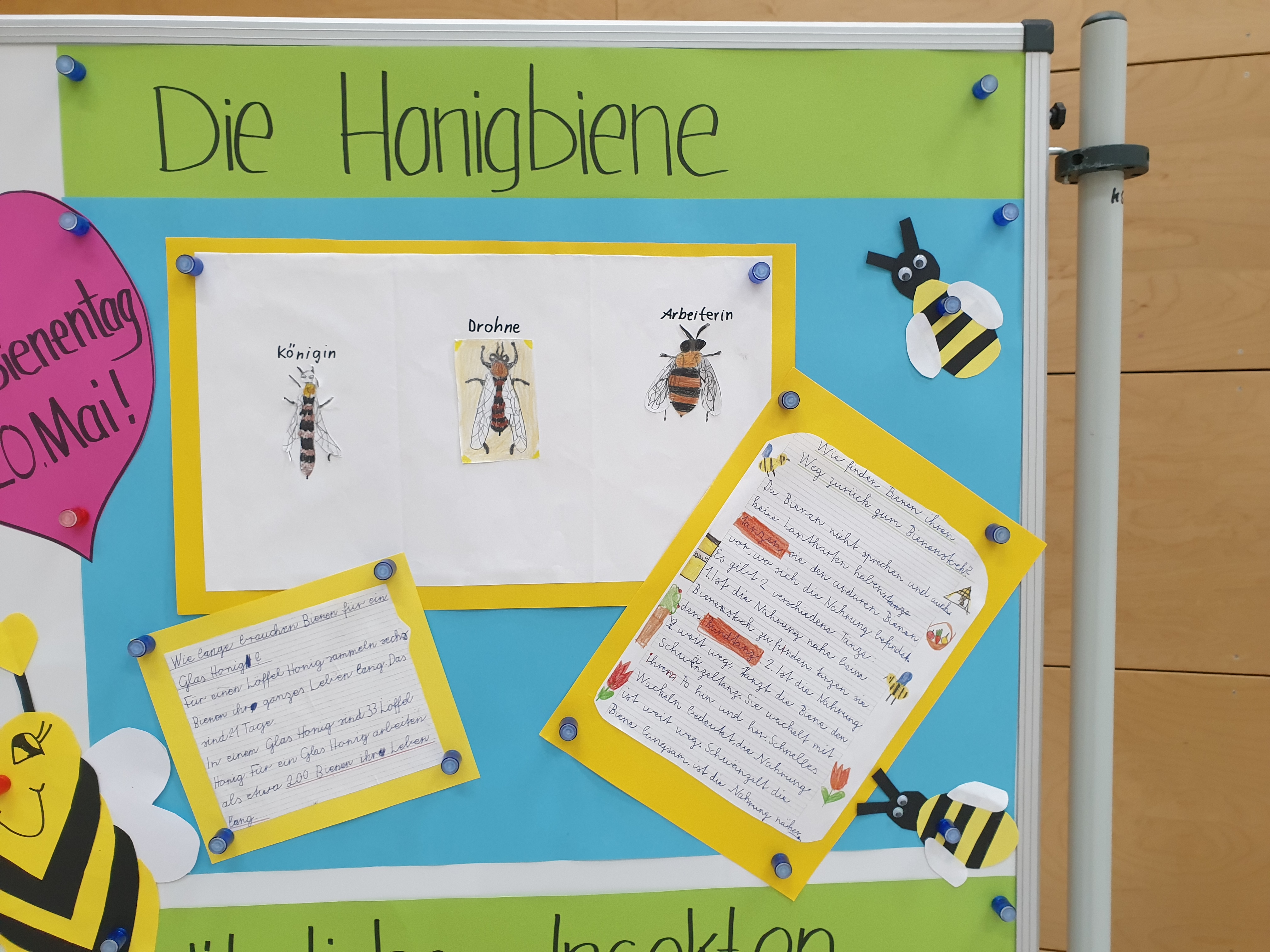 Die Honigbiene - Schülerarbeit